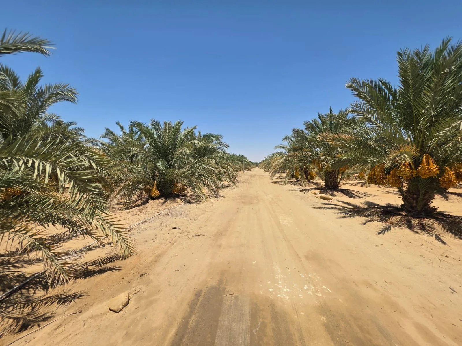 طريق مزارعنا بين صفوف النخيل — سيوة