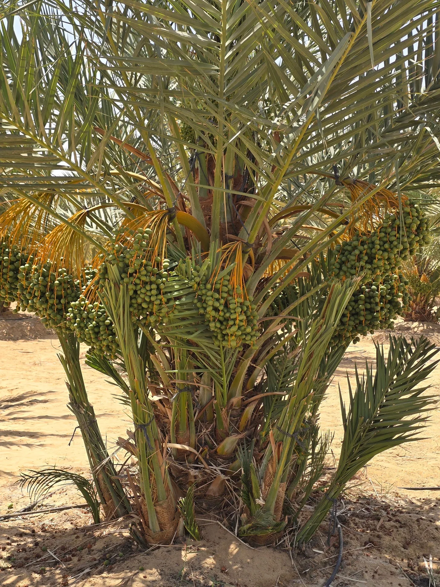 صفوف النخيل الحديثة في المزرعة النموذجية