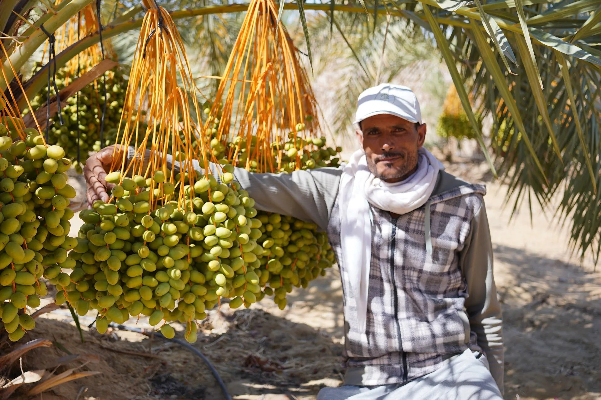 موسم الحصاد — عذوق ممتلئة بالتمور