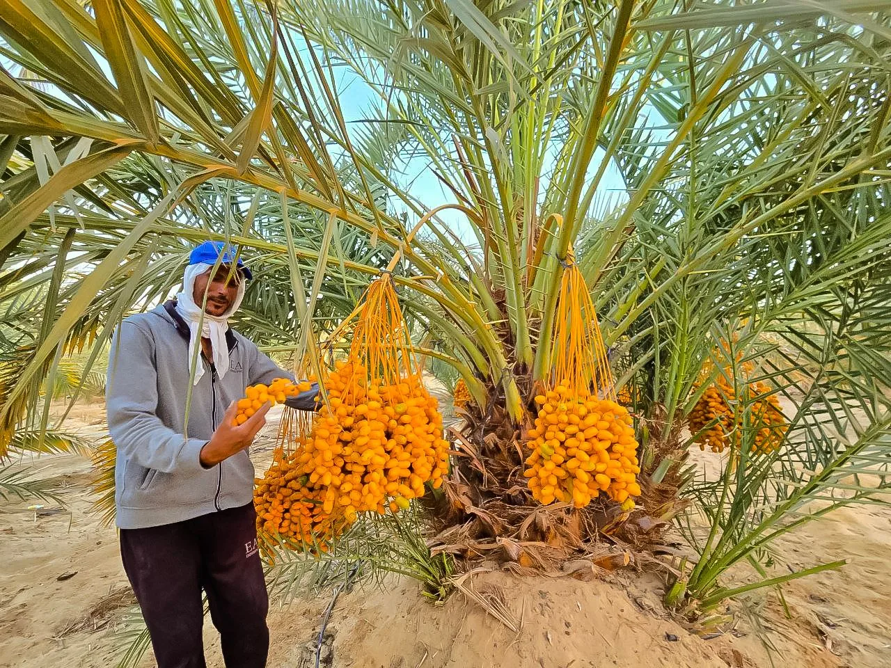 فحص العذوق قبل القطاف