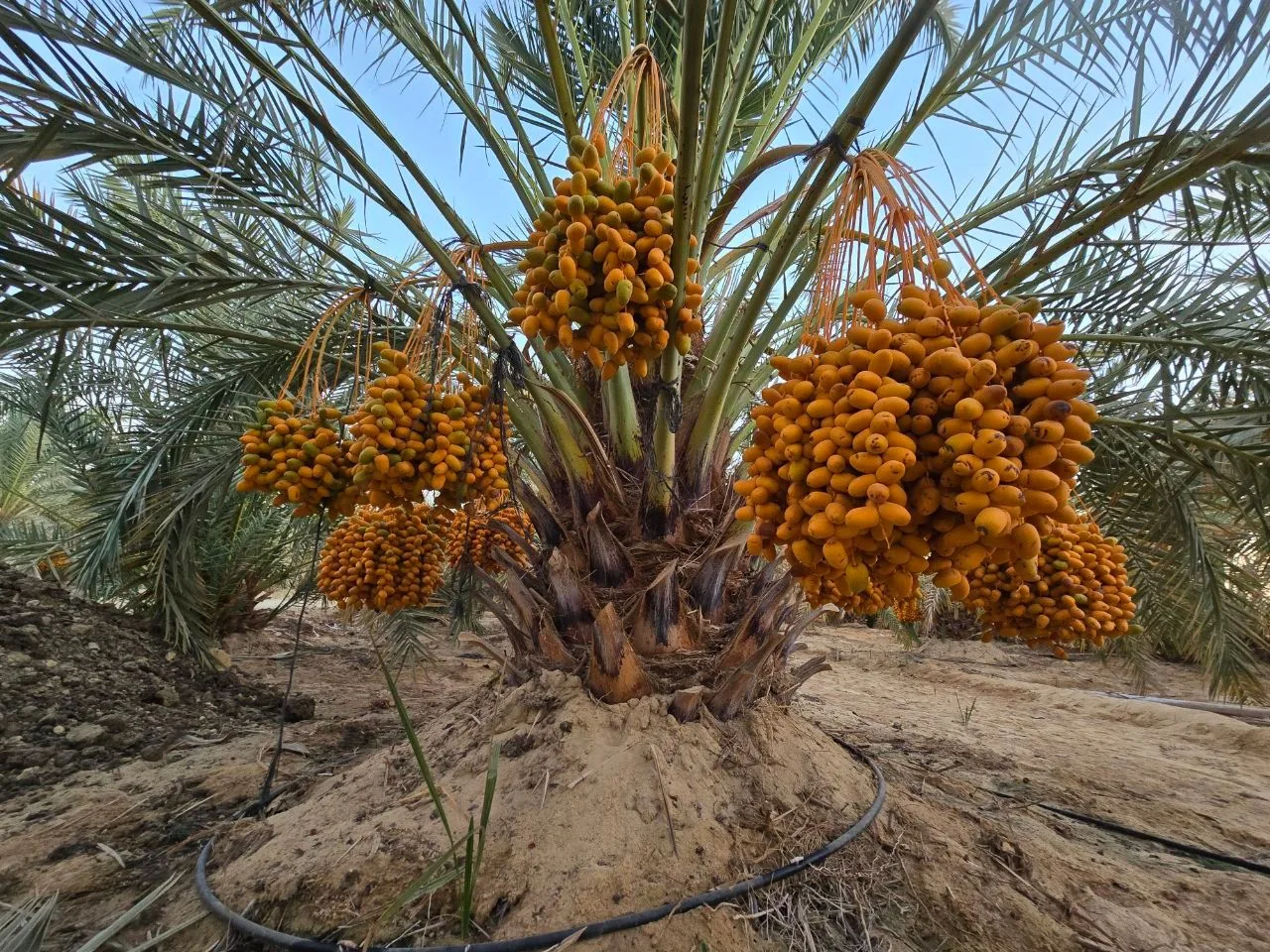 لماذا يعتبر نخيل المجدول من أفضل الاستثمارات الزراعية في مصر؟
