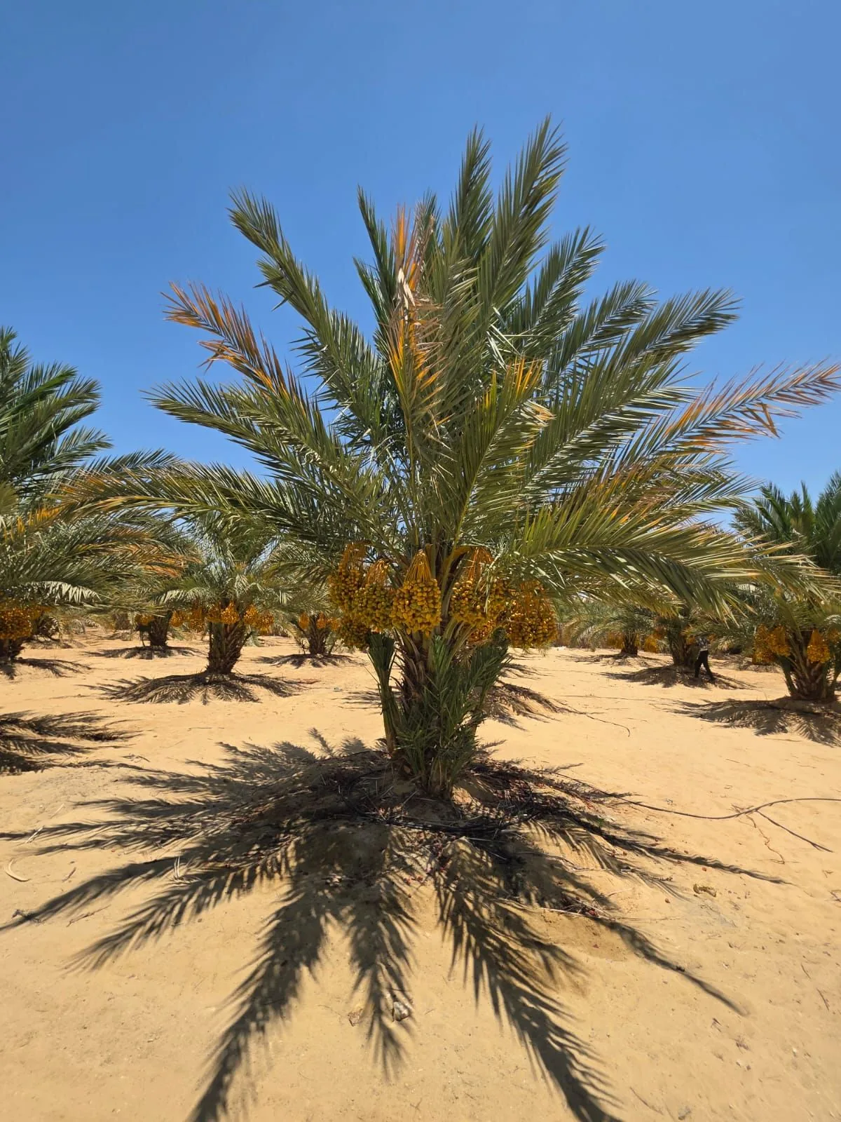 نخلة مجدول في مزرعتنا النموذجية