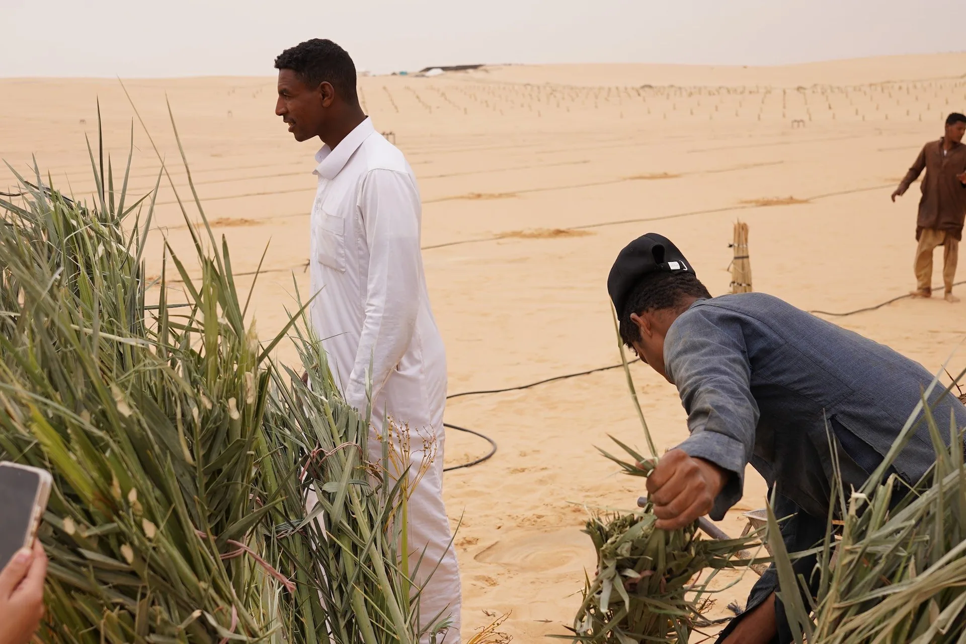 يوم الزراعة — غرس الفسائل بأيدي فريقنا