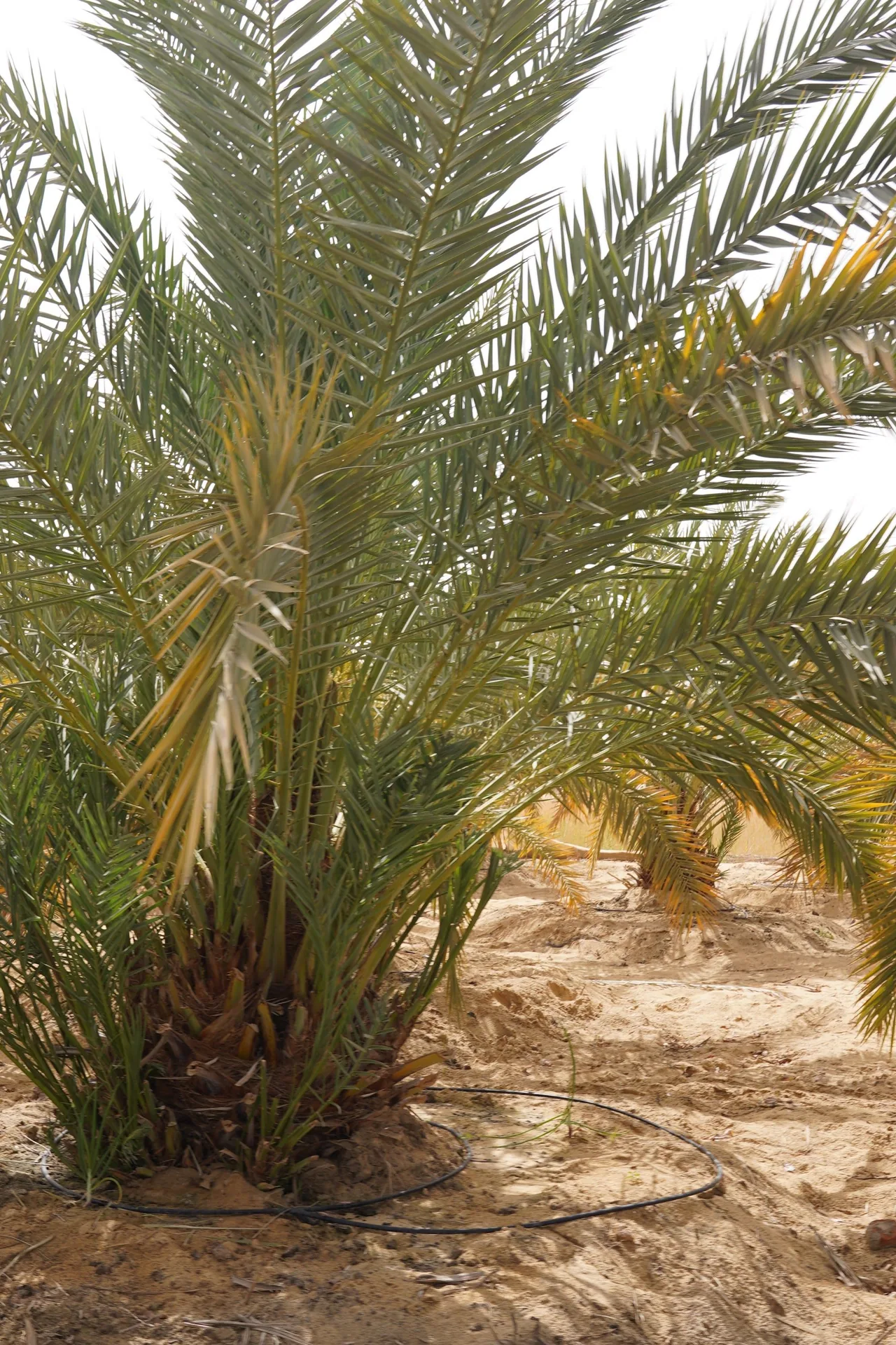 سنوات النمو الأولى — نخلة شابة في مزارعنا