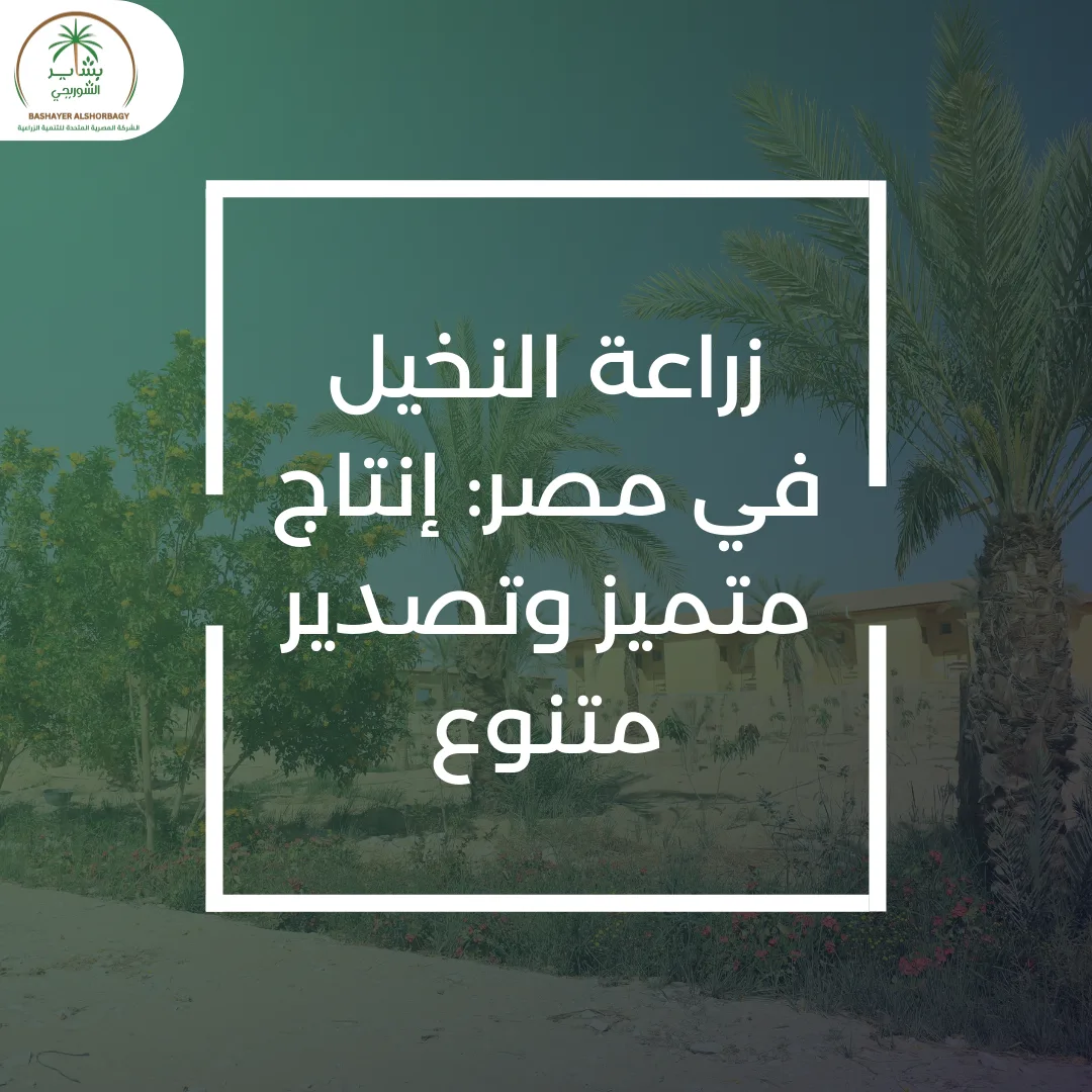 زراعة النخيل في مصر: إنتاج متميز وتصدير متنوع