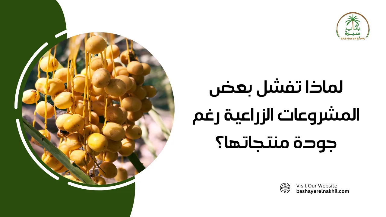 لماذا تفشل بعض المشروعات الزراعية رغم جودة منتجاتها؟