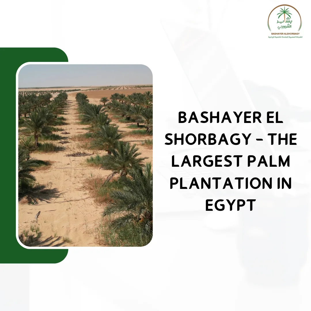 Bashayer El Shorbagy – The Largest Palm Plantation in Egypt