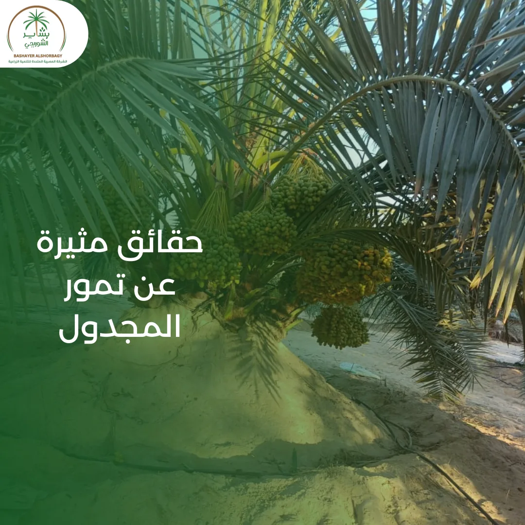حقائق مثيرة عن تمور المجدول