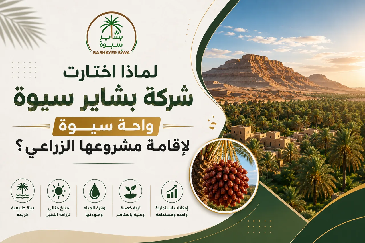 لماذا اختارت شركة بشاير سيوة واحة سيوة لإقامة مشروعها الزراعي؟