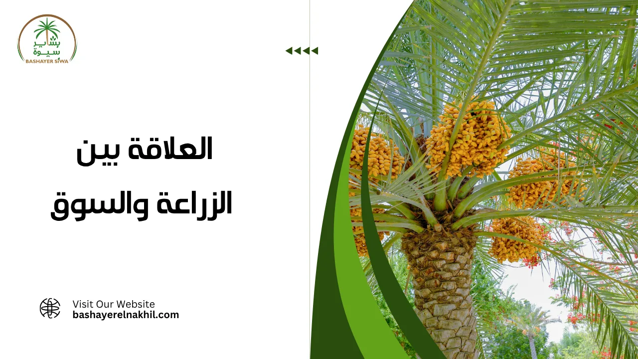 العلاقة بين الزراعة والسوق