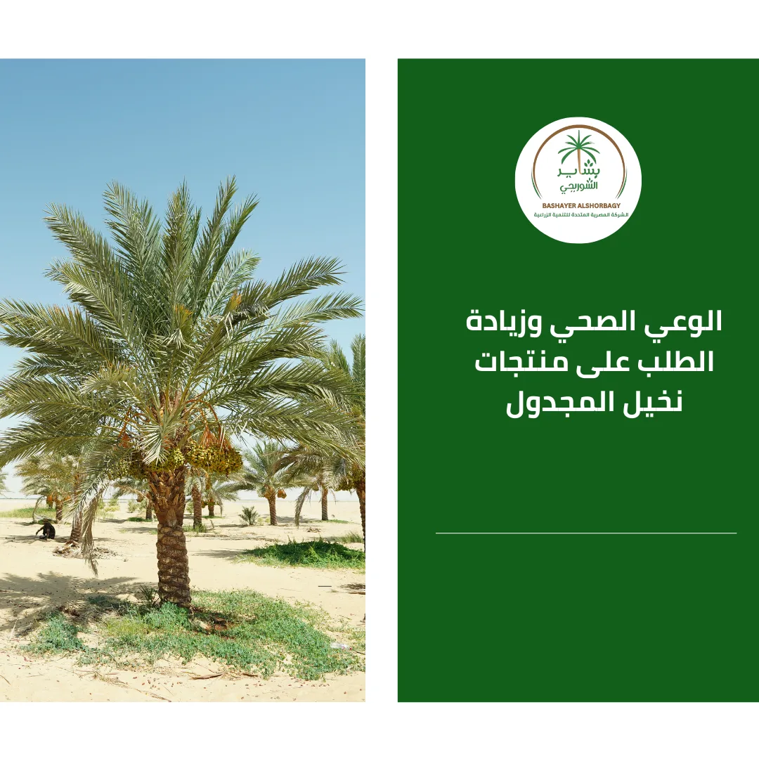 الوعي الصحي وزيادة الطلب على منتجات نخيل المجدول