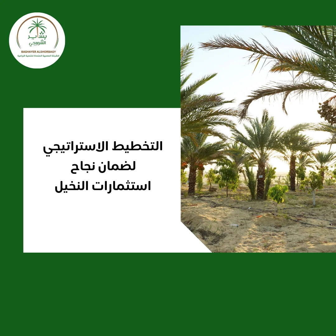 التخطيط الاستراتيجي لضمان نجاح استثمارات النخيل