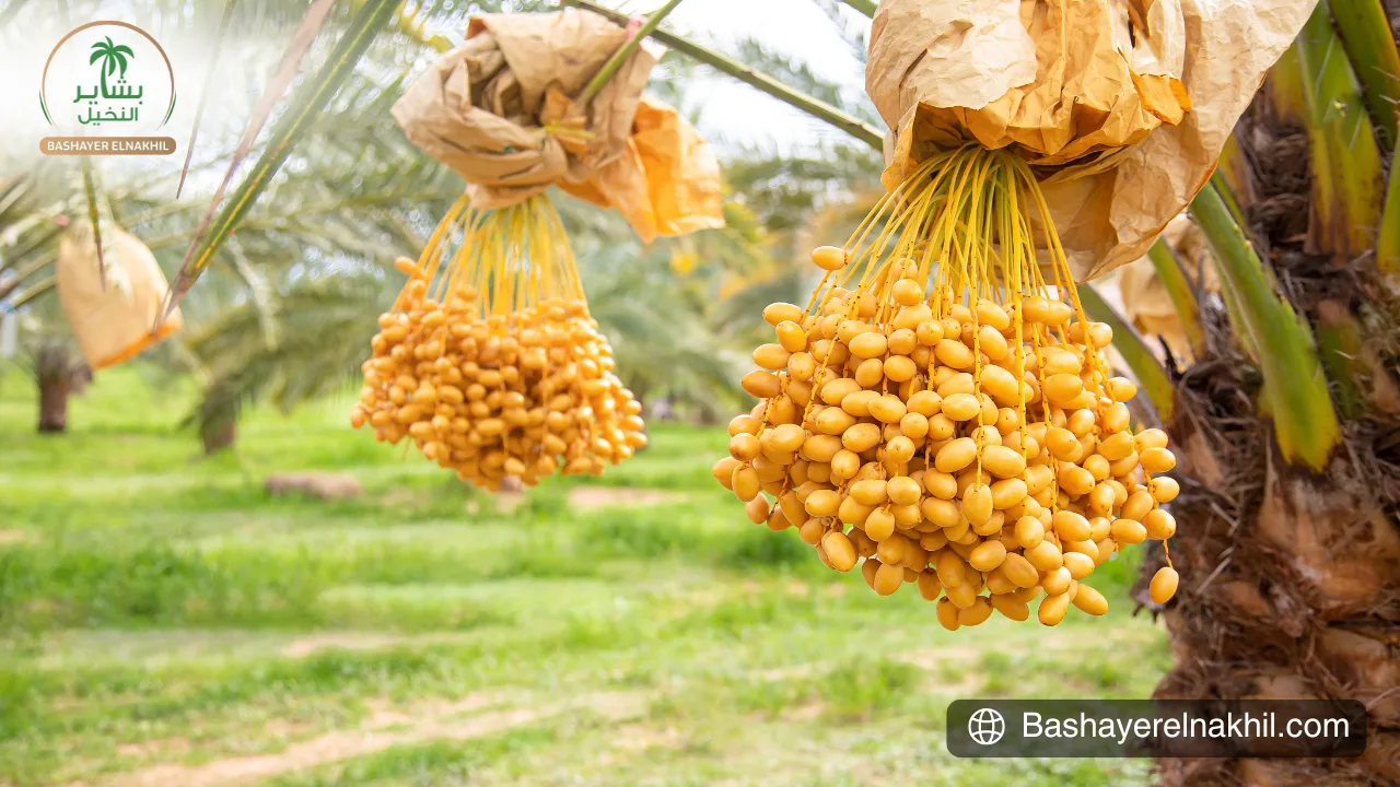 The Benefits of Owning a Palm Farm with Bashayer Elnakhil