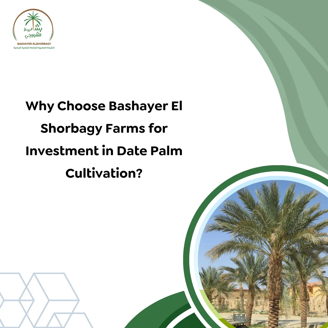 Why Choose Bashayer El Shorbagy Farms for Investment in Date Palm Cultivation?