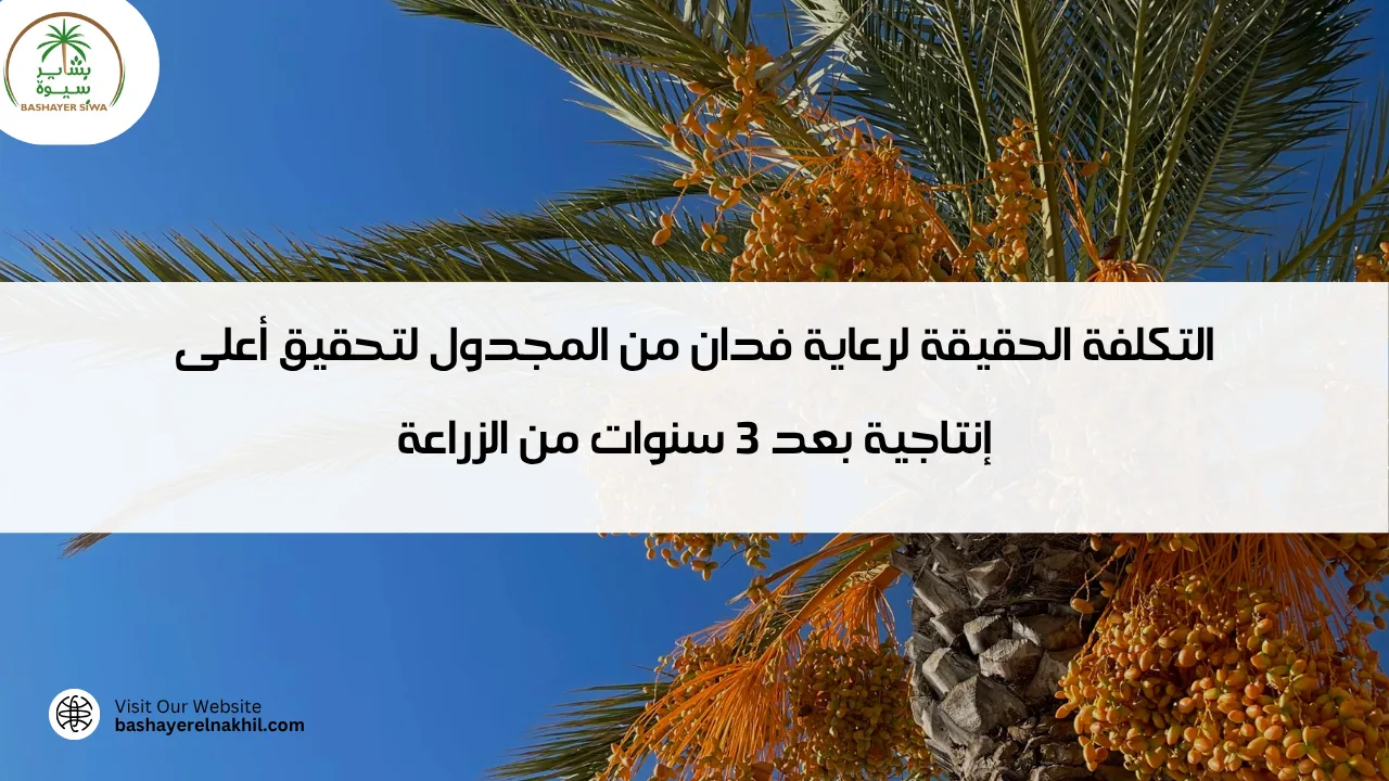 التكلفة الحقيقة لرعاية فدان من المجدول لتحقيق أعلى إنتاجية بعد 3 سنوات من الزراعة