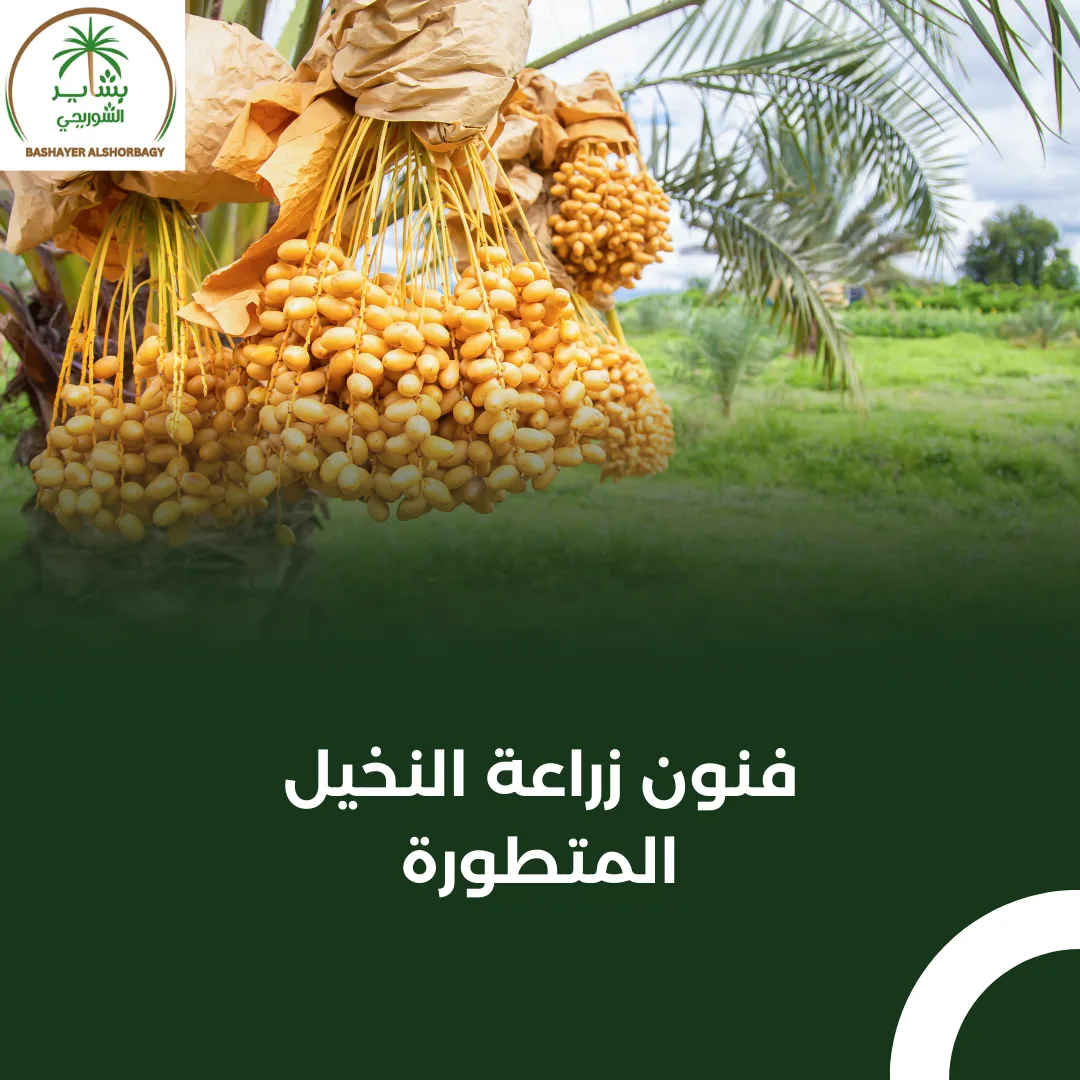 فنون زراعة النخيل المتطورة