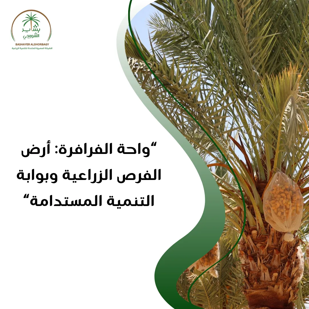واحة الفرافرة: أرض الفرص الزراعية وبوابة التنمية المستدامة