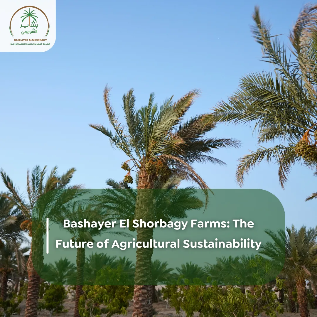Bashayer El Shorbagy Farms: The Future of Agricultural Sustainability