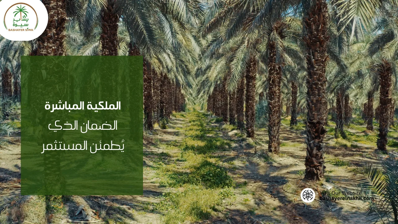 الملكية المباشرة من الدولة.. الضمان الذي يُطمئن المستثمر
