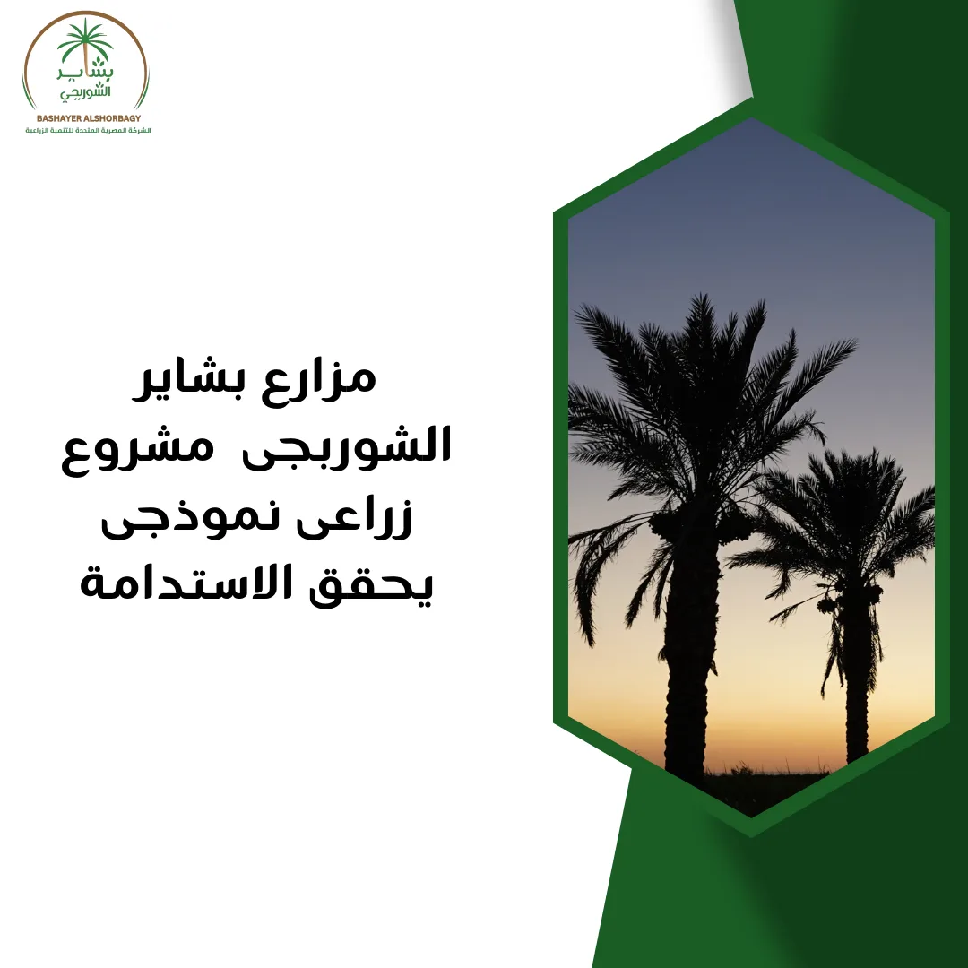 مزارع بشاير الشوربجى – مشروع زراعى نموذجى يحقق الاستدامة