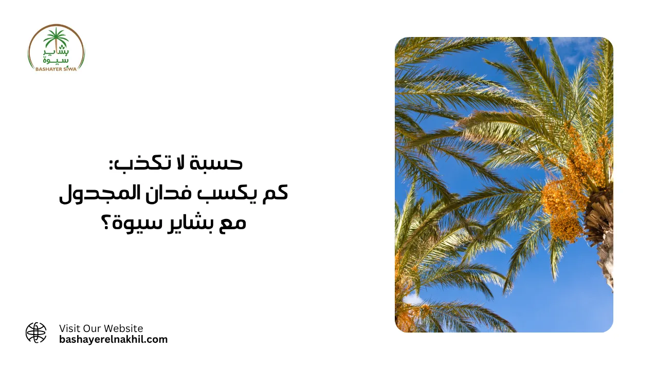 حسبة لا تكذب: كم يكسب فدان المجدول مع بشاير سيوة؟