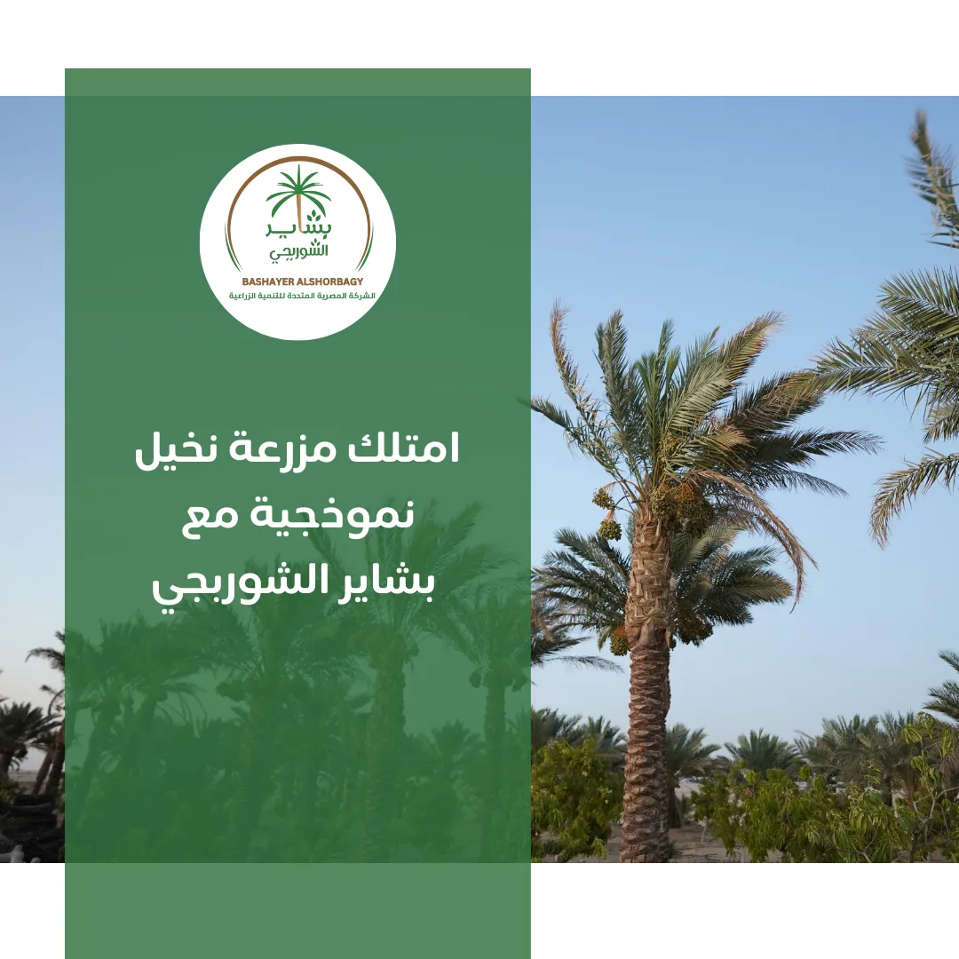 امتلك مزرعة نخيل نموذجية مع بشاير الشوربجي