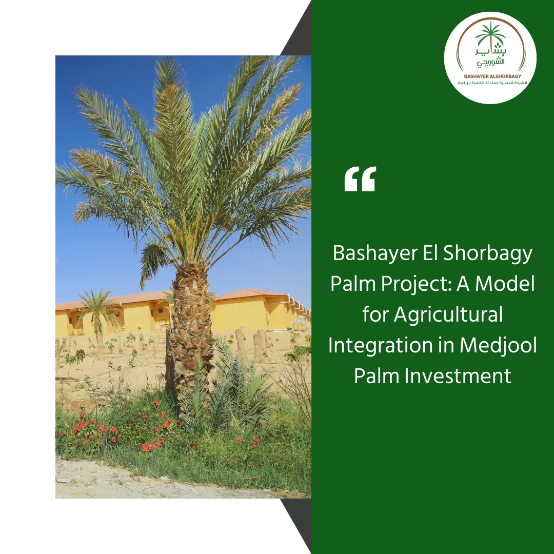 Bashayer El Shorbagy Palm Project
