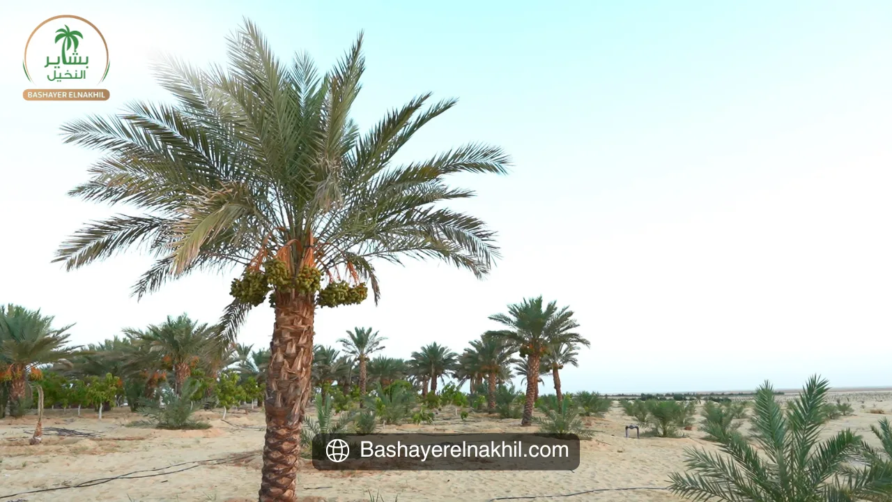 Bashayer El Nakhil – Transforming Agricultural Investment