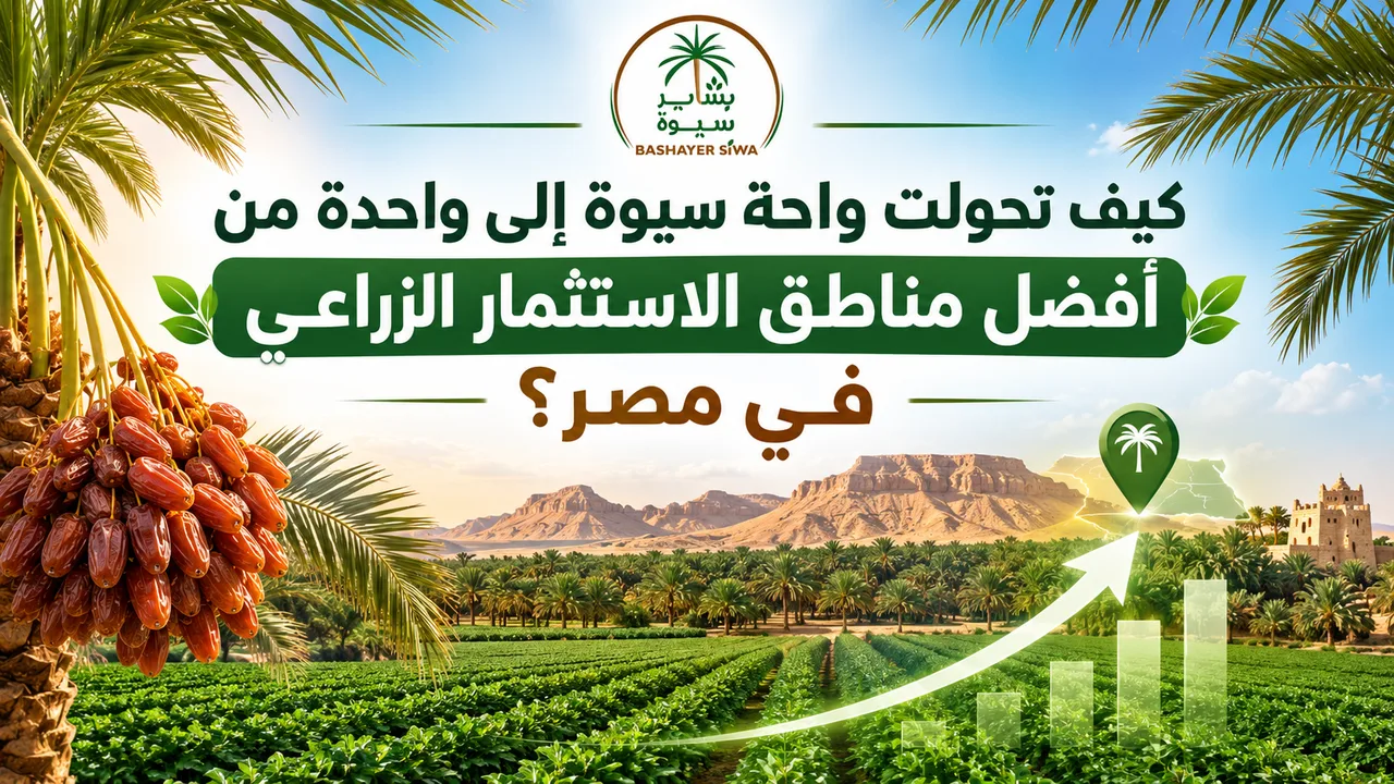 كيف تحولت واحة سيوة إلى واحدة من أفضل مناطق الاستثمار الزراعي في مصر؟