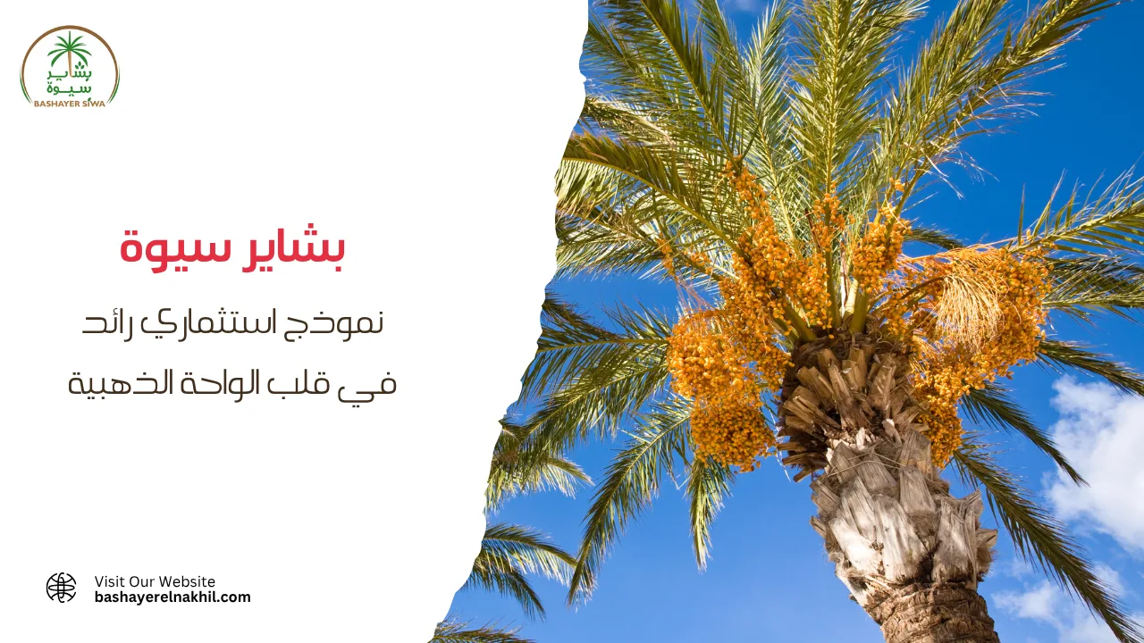 بشاير سيوة.. نموذج استثماري رائد في قلب الواحة الذهبية