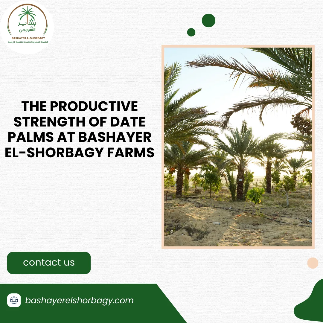 The Productive Strength of Date Palms at Bashayer El-Shorbagy Farms