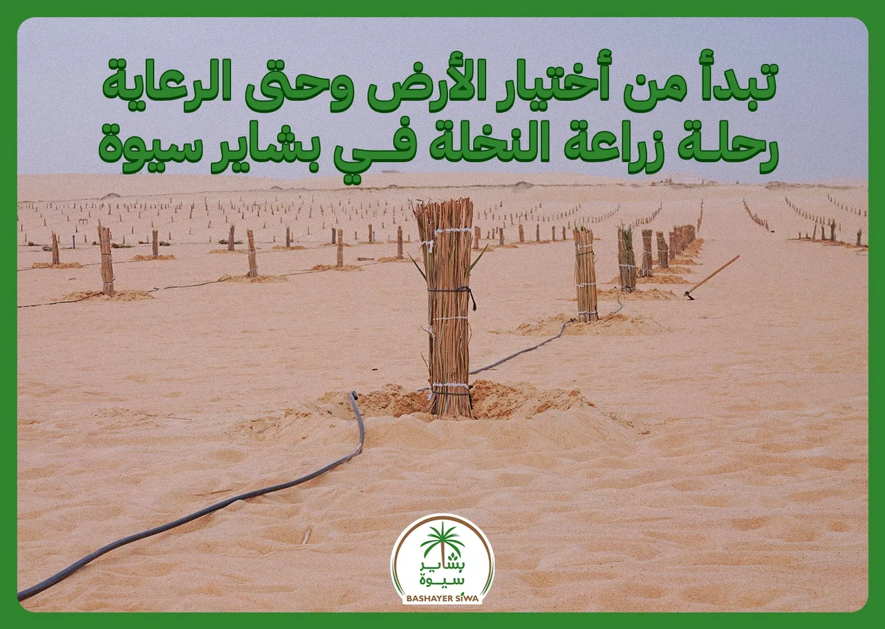 تبدأ من أختيار الأرض وحتى الرعاية..رحلة زراعة النخلة في بشاير سيوة