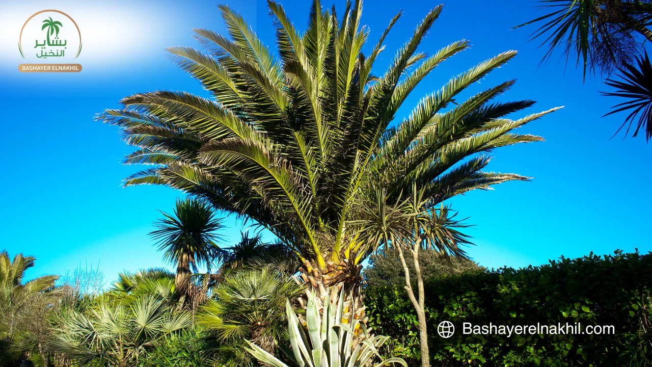 Why Investing in Palm Farms is a Smart Choice for Your Future