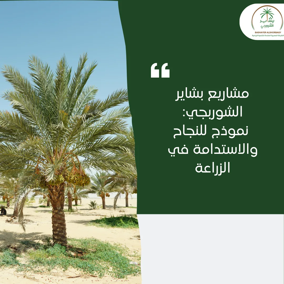 مشاريع بشاير الشوربجي: نموذج للنجاح والاستدامة في الزراعة