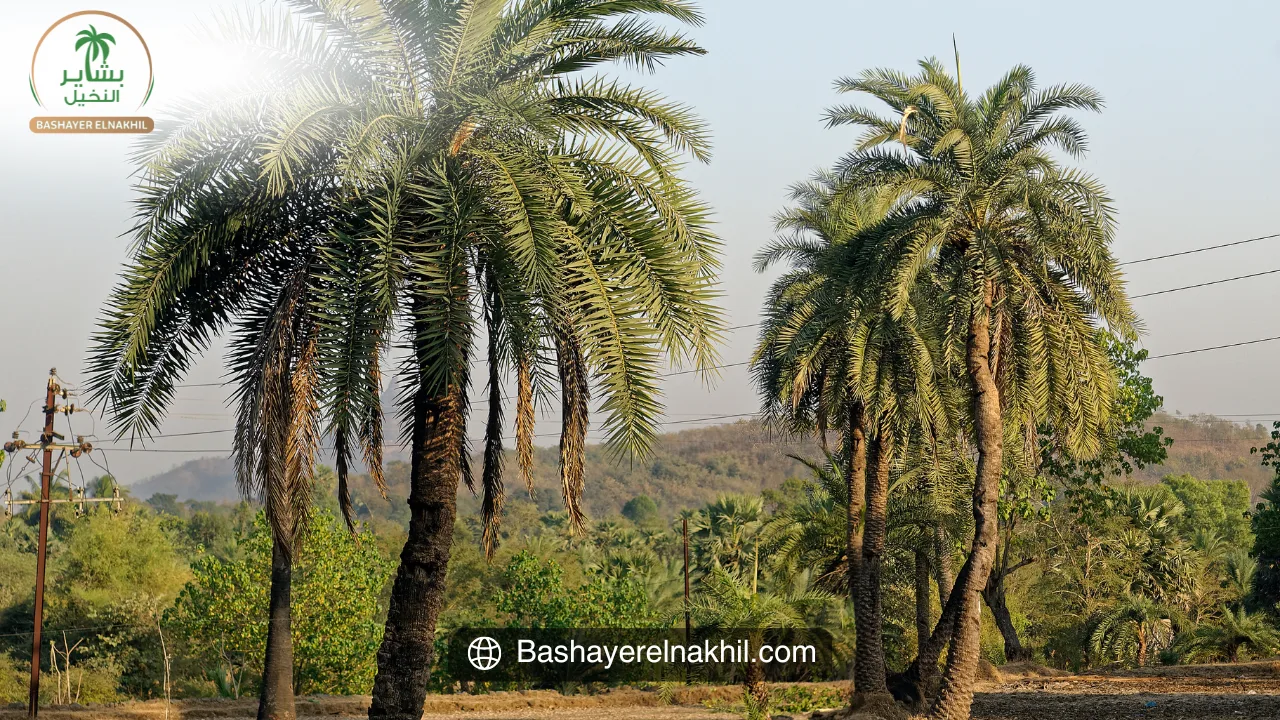 Bashaer Al-Nakhil: Setting New Standards in Agriculture