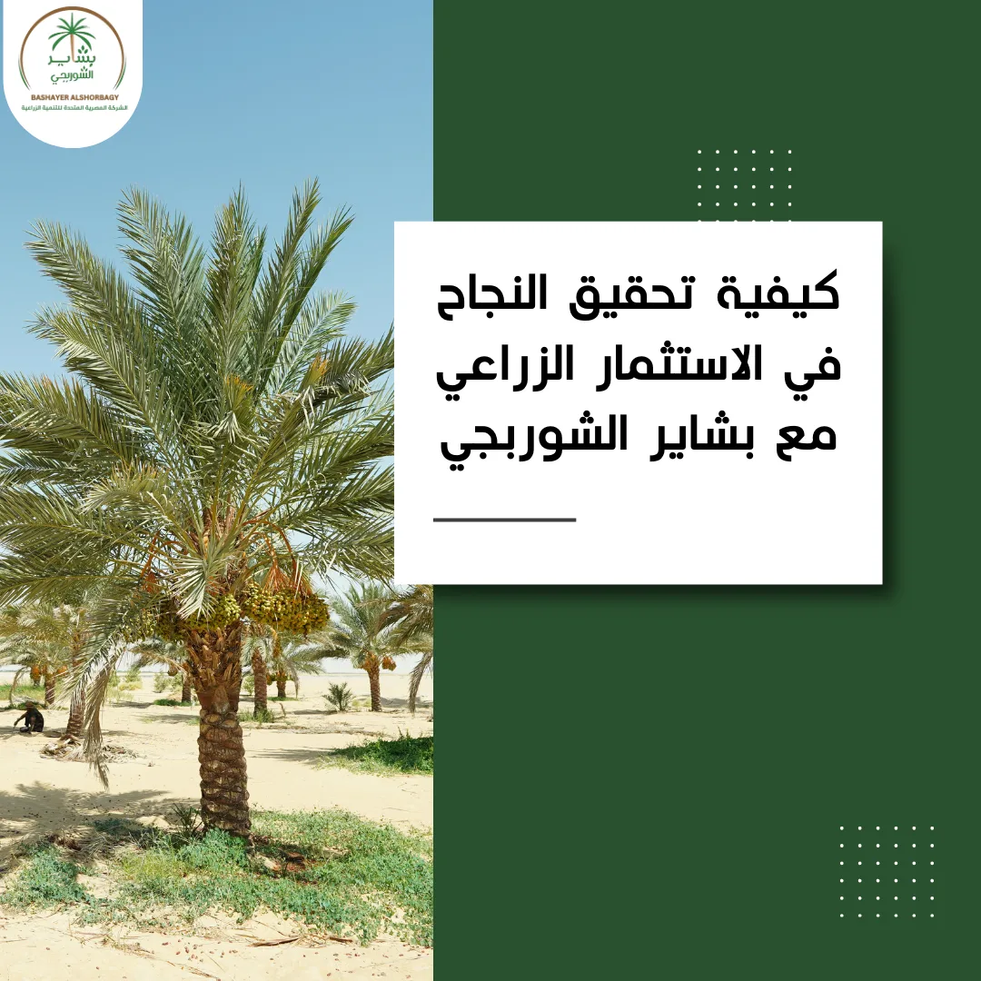 كيفية تحقيق النجاح في الاستثمار الزراعي مع بشاير الشوربجي