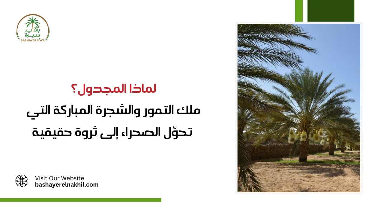 لماذا المجدول؟ ملك التمور والشجرة المباركة