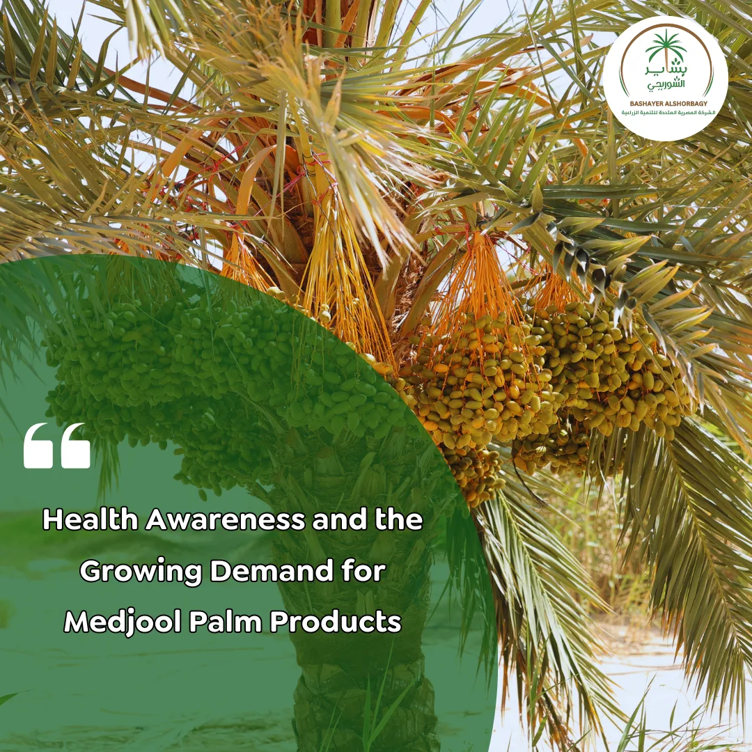 Health Awareness and the Growing Demand for Medjool Palm Products