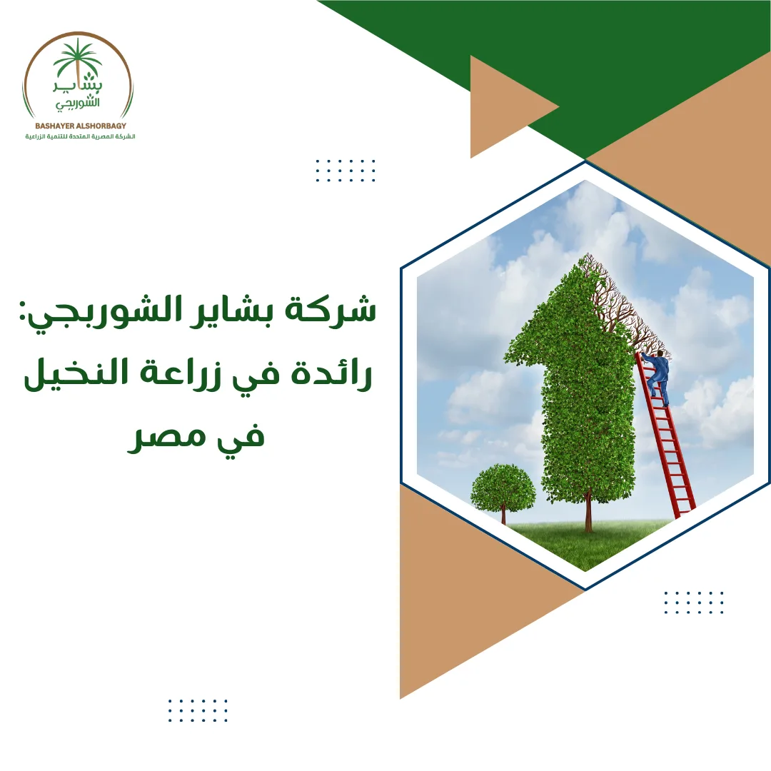 شركة بشاير الشوربجي: رائدة في زراعة النخيل في مصر