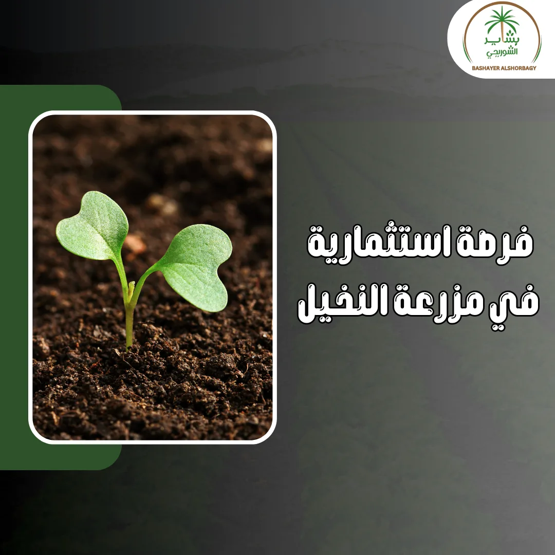 فرصة استثمارية في مزرعة النخيل