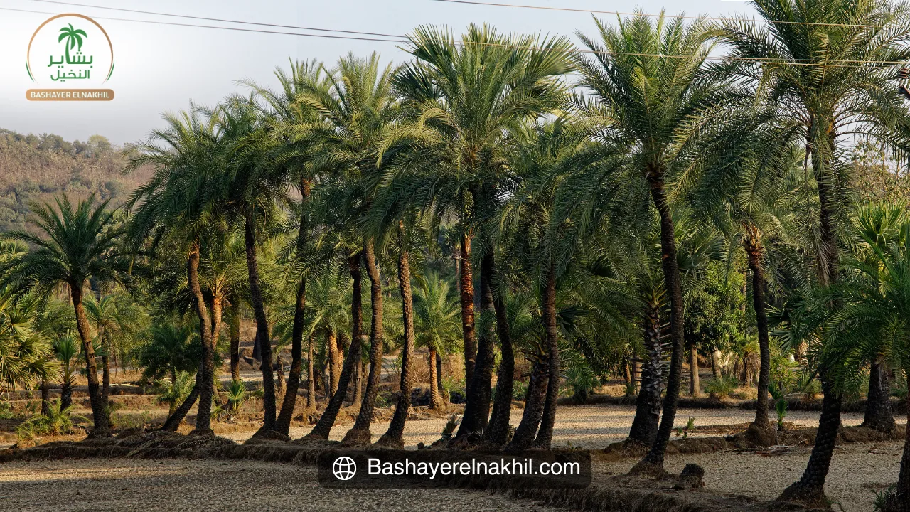 Bashayer El-Nakhil – Combining Agriculture and Tourism for a Sustainable Future
