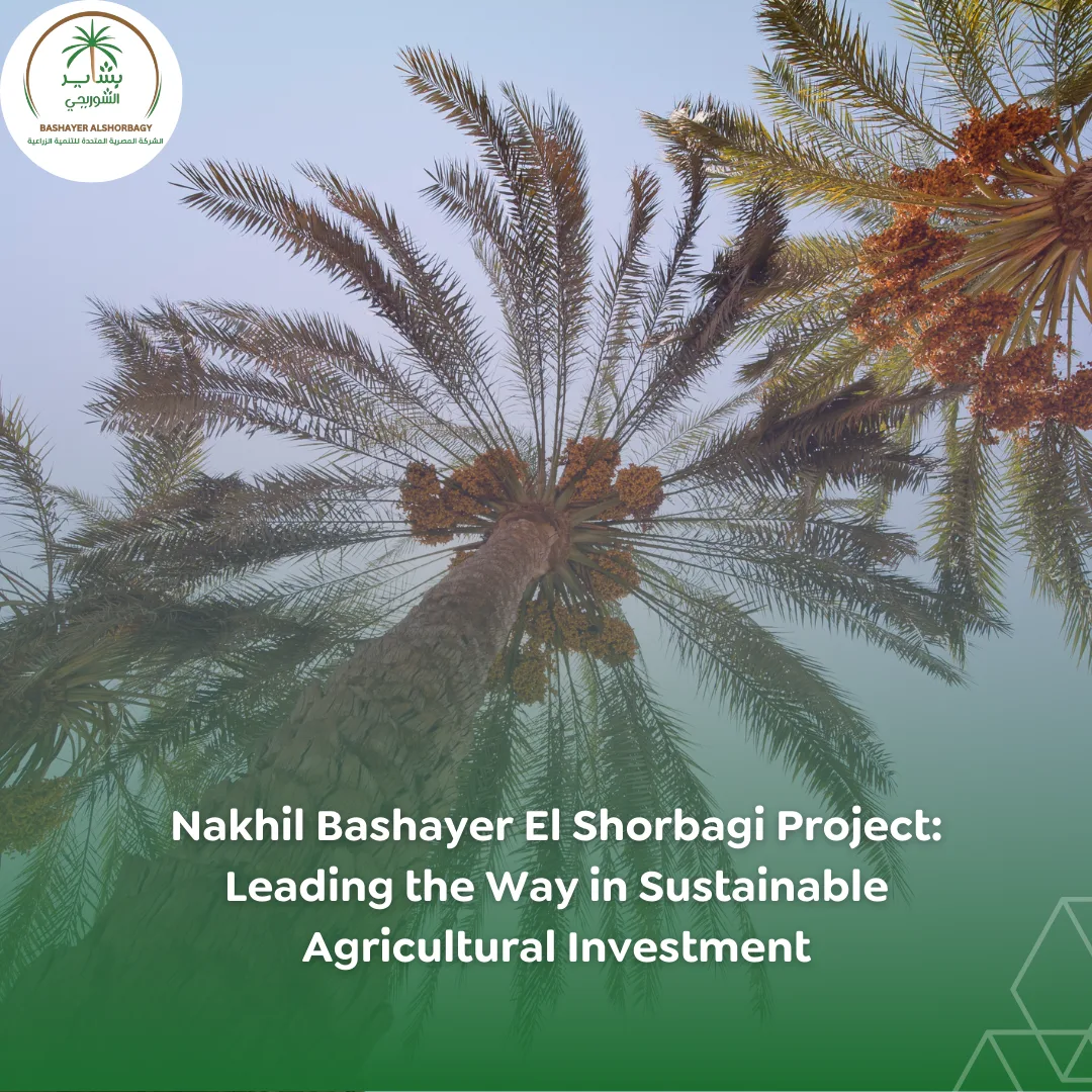 Nakhil Bashayer El Shorbagi Project