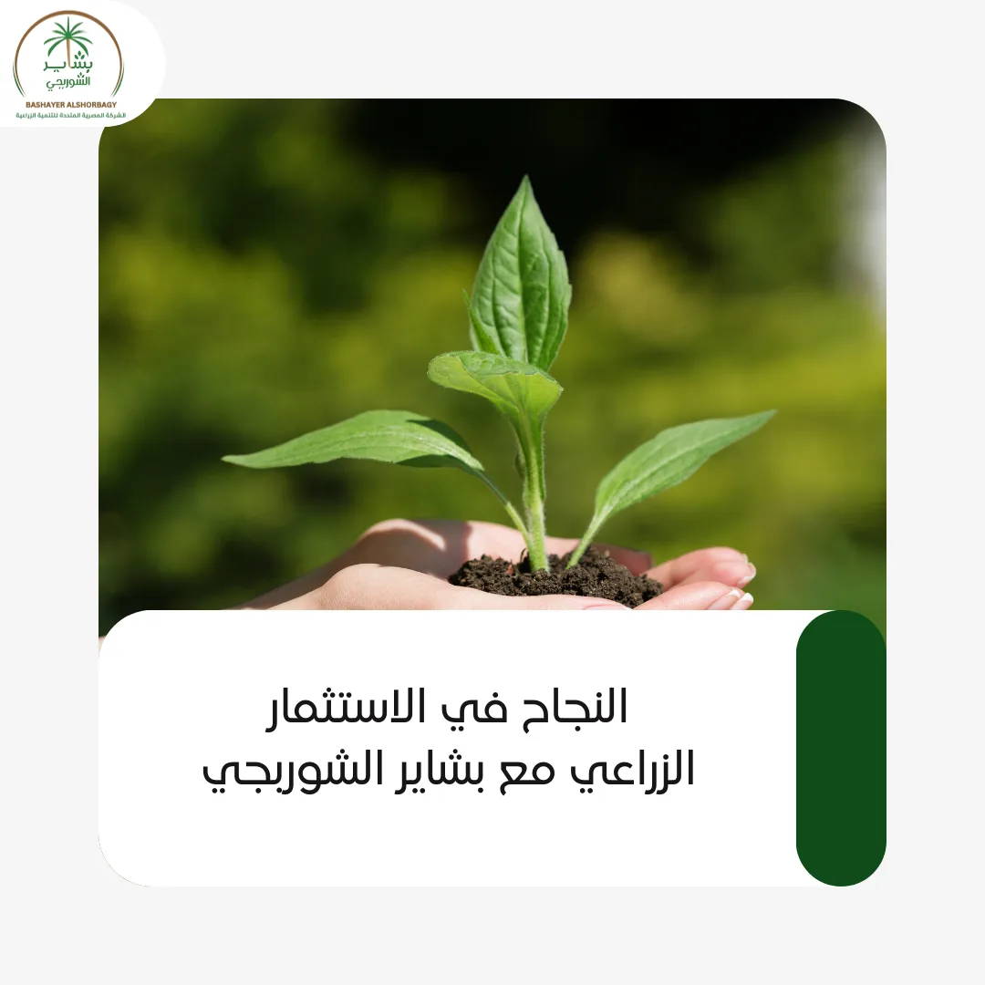 النجاح في الاستثمار الزراعي مع بشاير الشوربجي