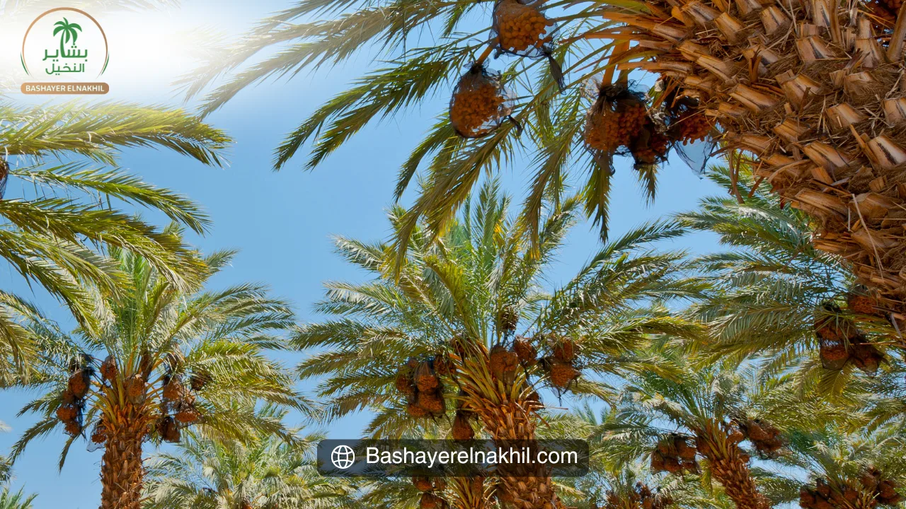 Billions of pounds of investments: The impact of the Bashayer El-Nakill project on the Egyptian economy