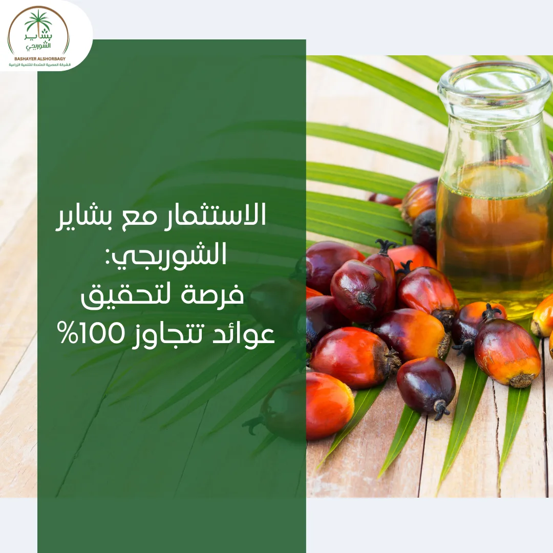 الاستثمار مع بشاير الشوربجي: فرصة لتحقيق عوائد تتجاوز 100%