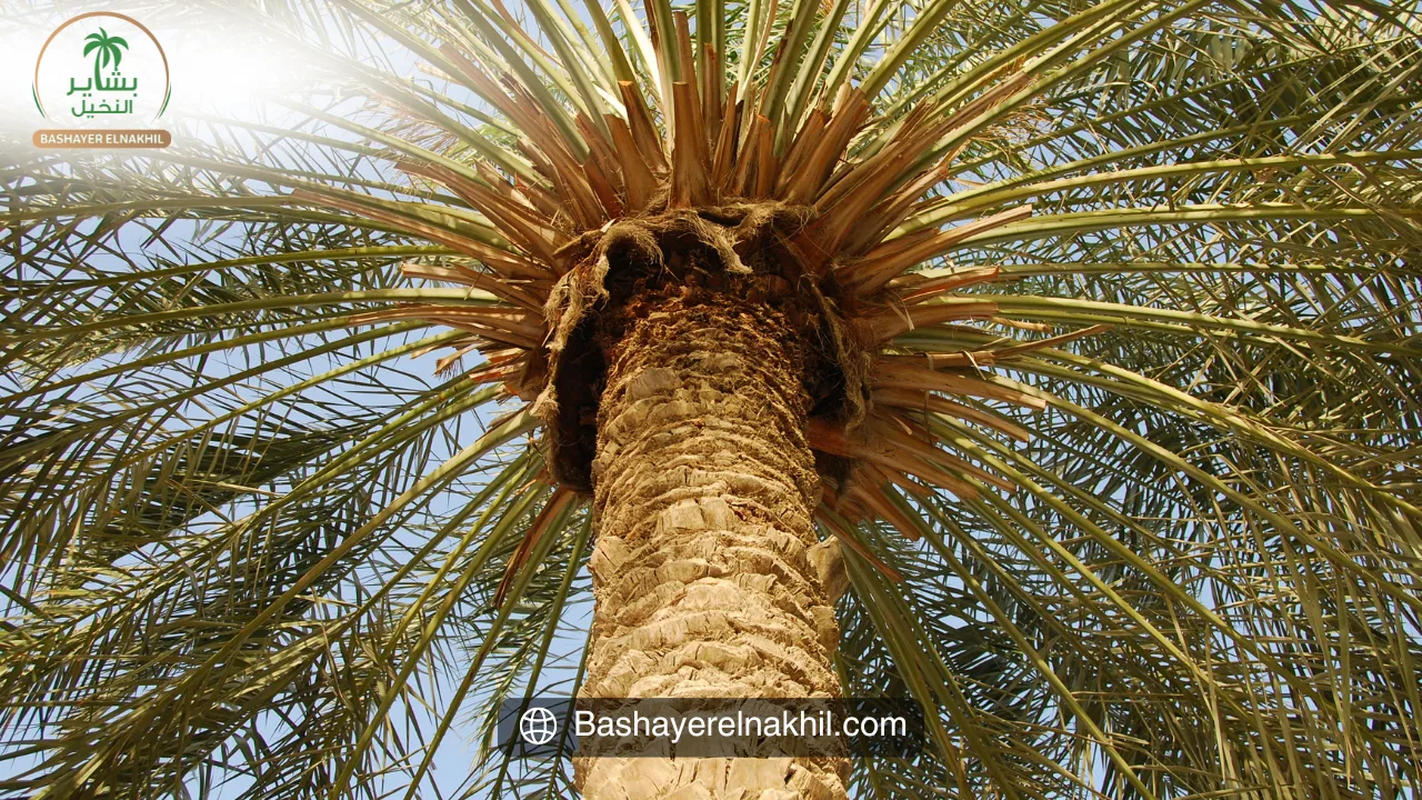 بشاير النخيل: نموذج رائد للتنمية الزراعية في مصر