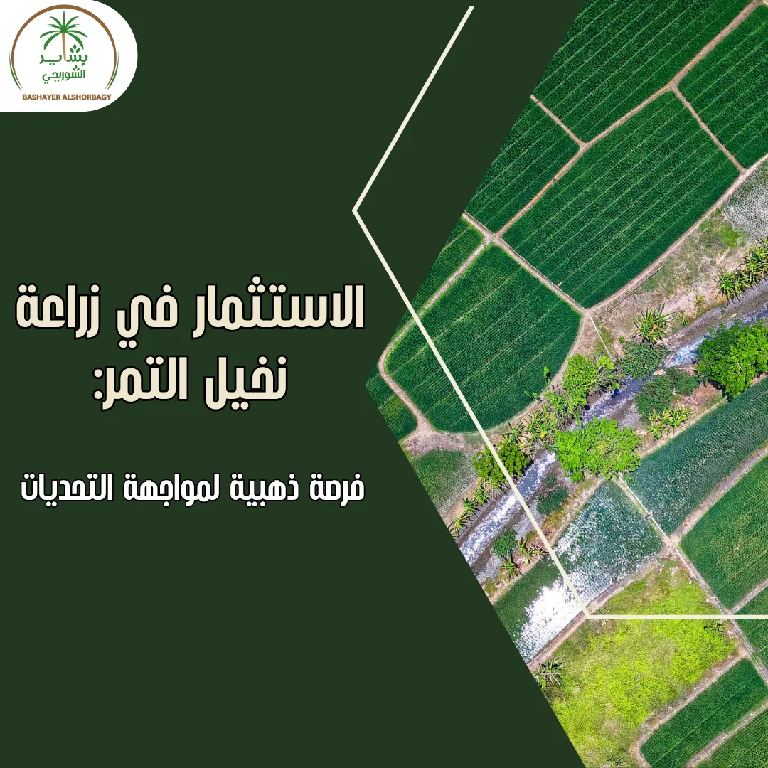 الاستثمار في زراعة نخيل التمر: فرصة ذهبية لمواجهة التحديات