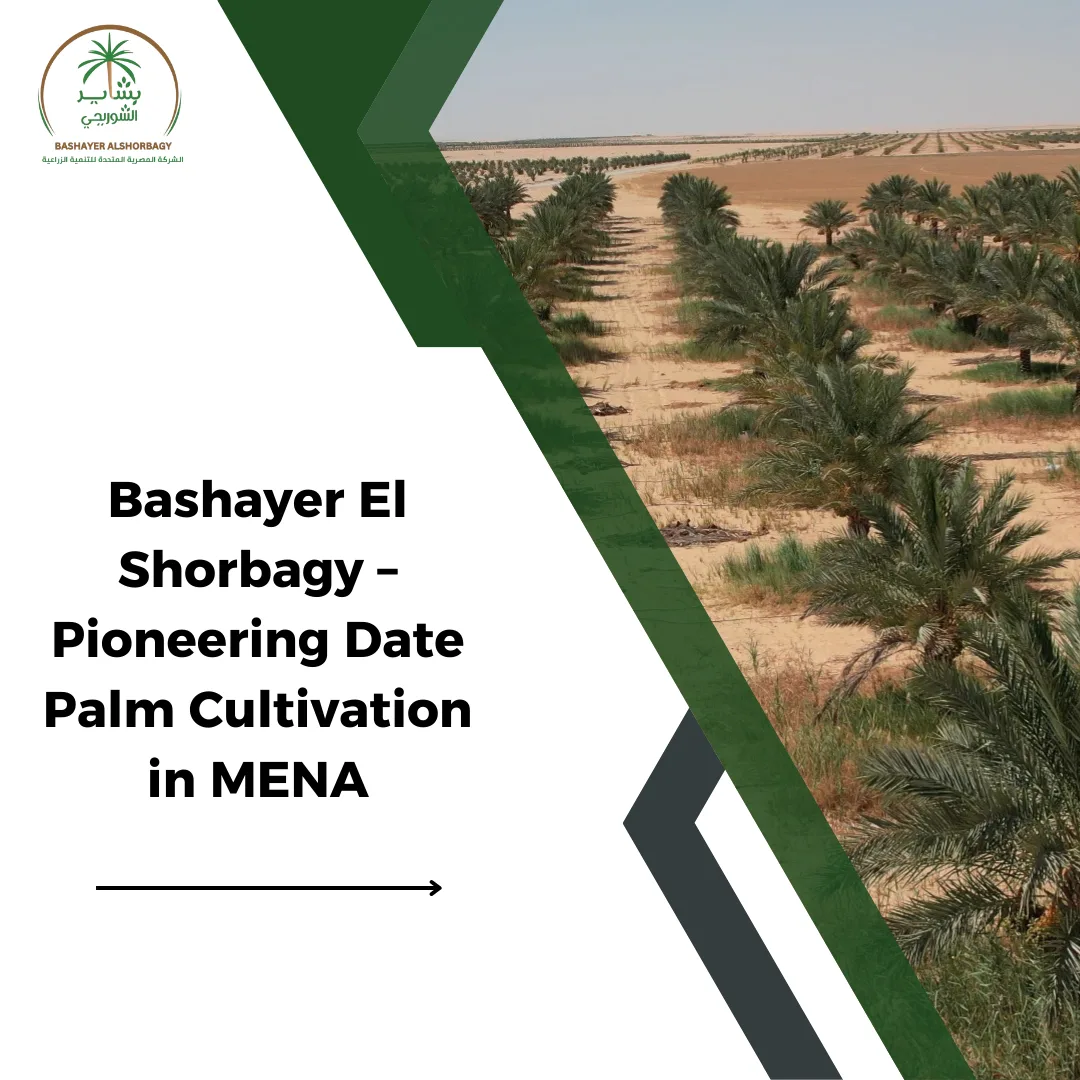 Bashayer El Shorbagy – Pioneering Date Palm Cultivation in MENA