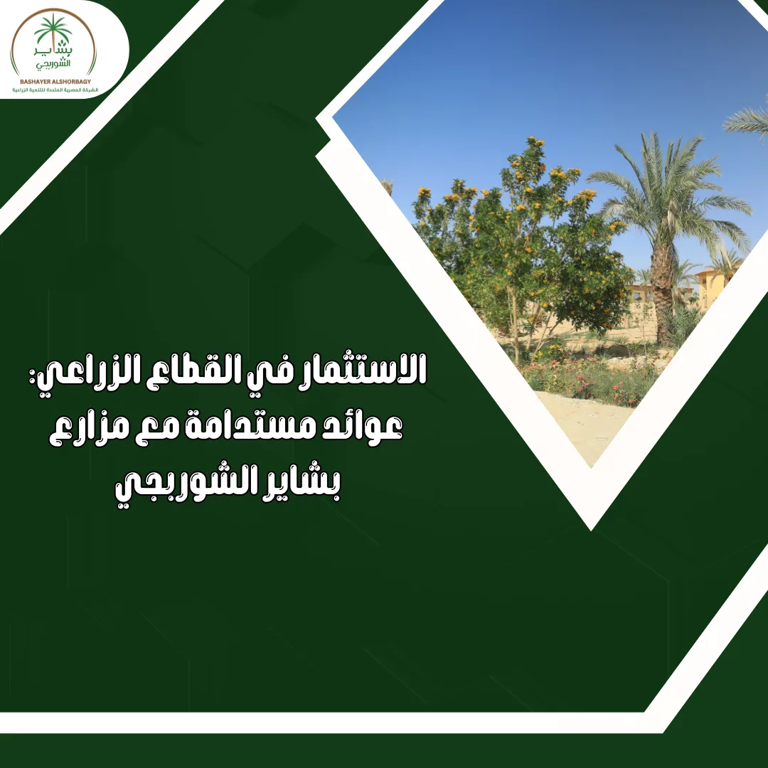 الاستثمار في القطاع الزراعي: عوائد مستدامة مع مزارع بشاير الشوربجي
