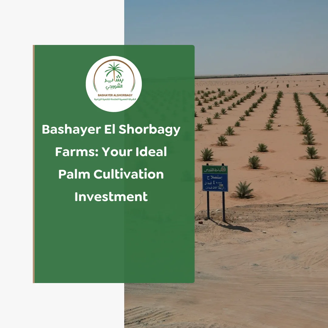 Bashayer El Shorbagy Farms: Your Ideal Palm Cultivation Investment